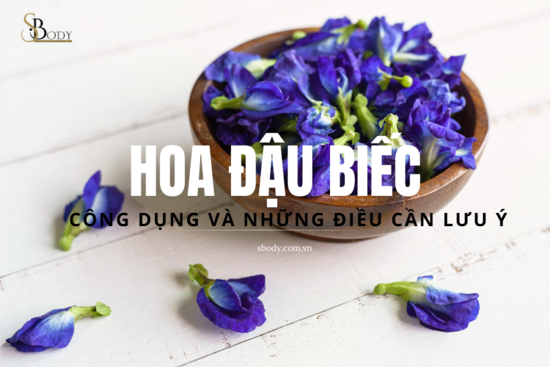 hoa đậu biếc và công dụng cùng sbody